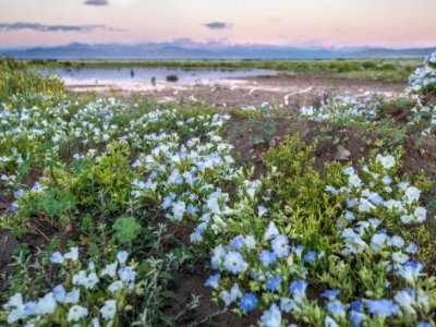 Flowers in the Atacama desert with water in the background 